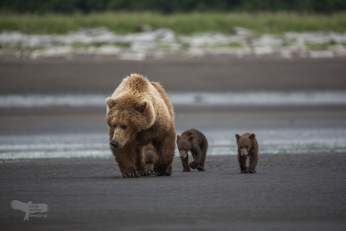 Alaska Grizzly, Katmai National Park