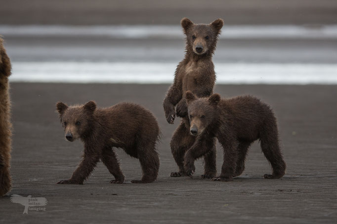 Alaska Grizzly, curious cub