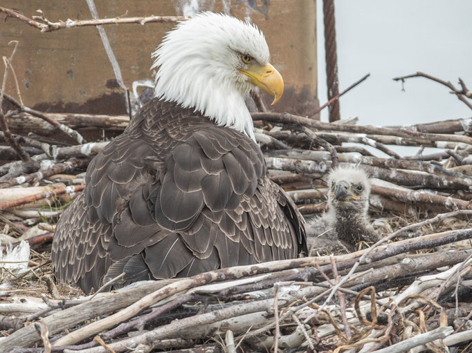 Homer (AK), Bald Eagle