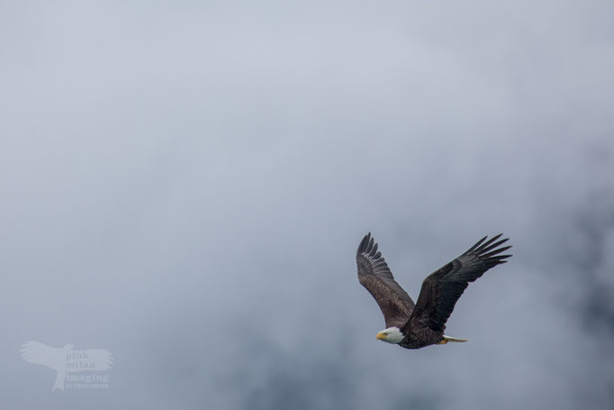  Katmai National Park, Bald Eagle