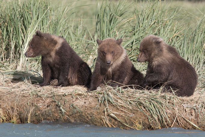 Alaska Grizzly, Katmai National Park