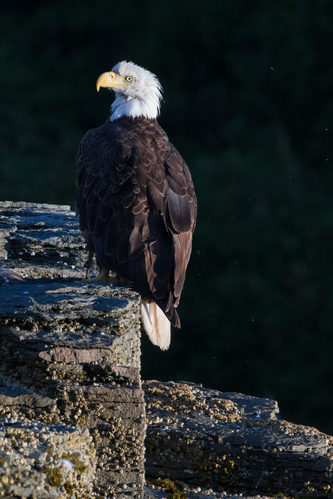 Katmai National Park, Bald Eagle