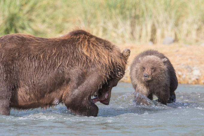 Alaska Grizzly 