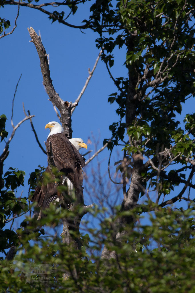 "Double Head" Bald Eagle