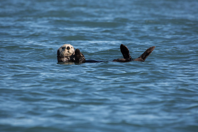 Ausstellungs # 40 Format60x40cm Titel: "Sea Otter"