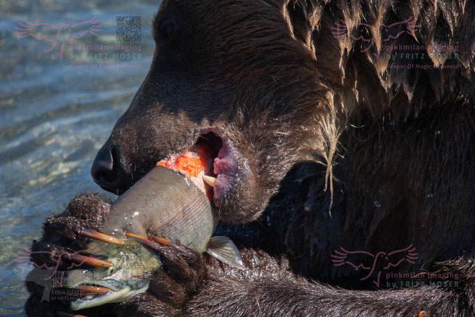Brown Bear at Kuril Lake Kamtschatka