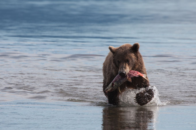 BrownBbear at Kuril Lake Kamtschatka