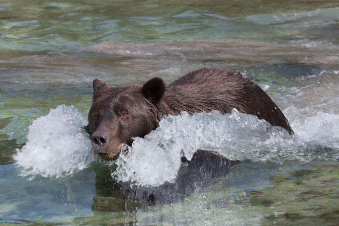 Ausstellungs # 36 Format75x50cm Titel: "Bear Power"