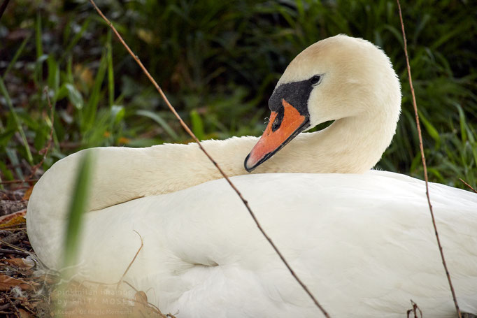 breeding mother swan
