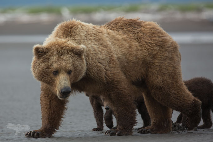 Alaska Grizzly, Katmai National Park