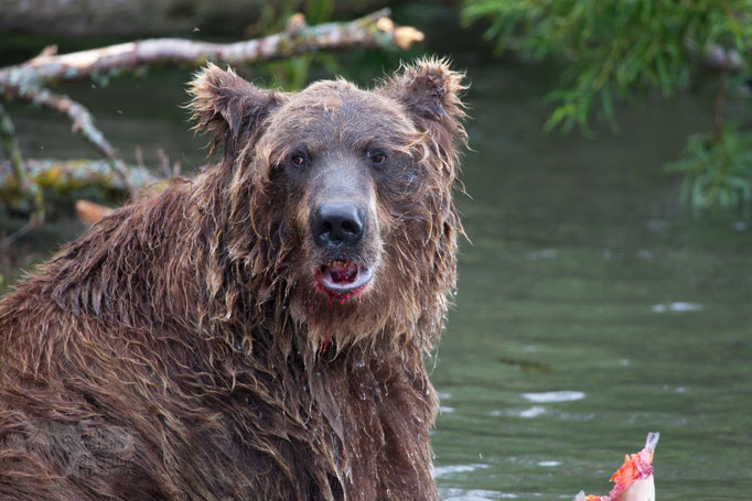 Brown Bear at Kuril Lake Kamtschatka