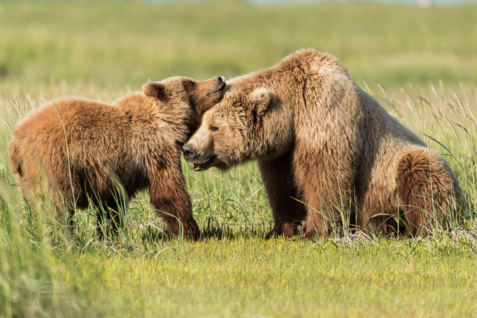 Alaska Grizzly, Katmai National Park