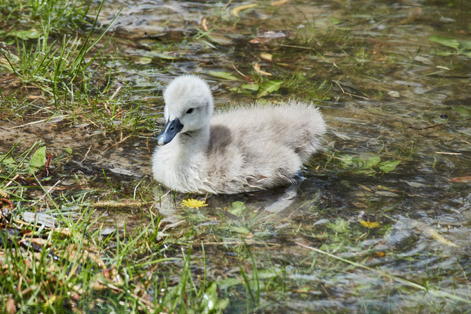 After birth, baby swan: Aarau Philosophenweg