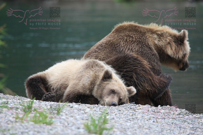 Brown Bear at Kuril Lake Kamtschatka