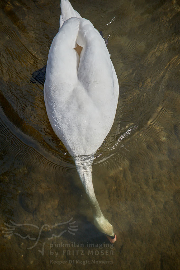 Swan breeding time: Aarau Philosophenweg