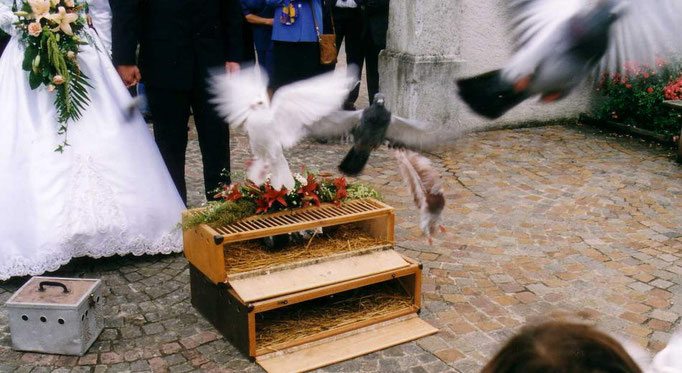 Hochzeitstauben - Hochzeitsbilder