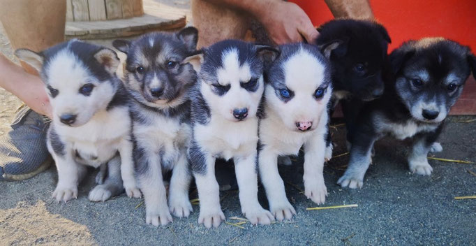 Unser aktueller Wurf Siberian Husky Welpen