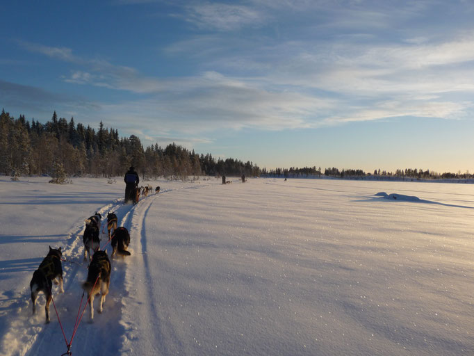 Huskygespanne auf dem zugefrorenem Fluss Juktån