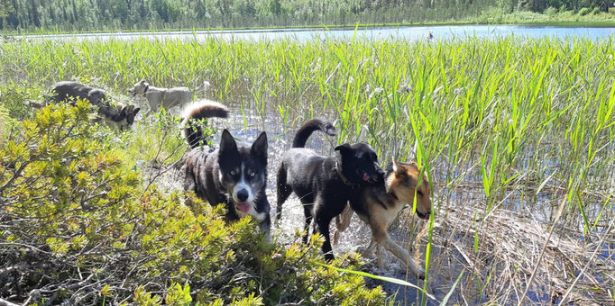 Die Huskys toben und rennen auf unserer Insel