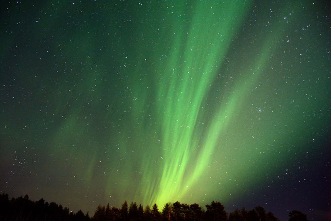 Polarlichter über unserer Huskyfarm /Lapplands Drag