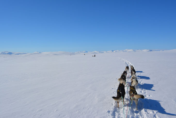 Husky Touren in Lappland