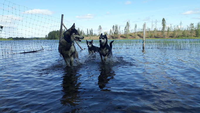 Eingehängtes Flussstück für unsere Schlittenhunde