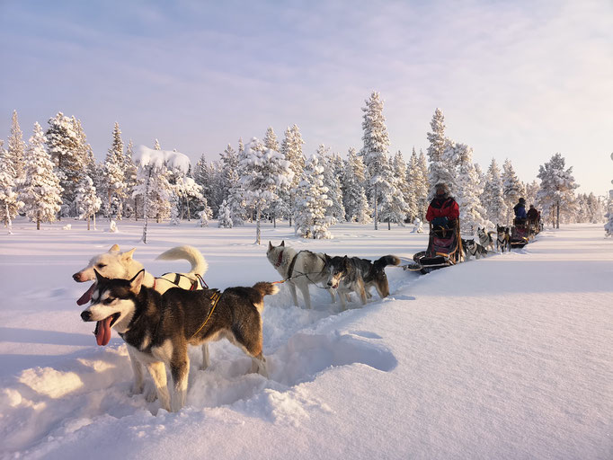 Lappland Huskytouren