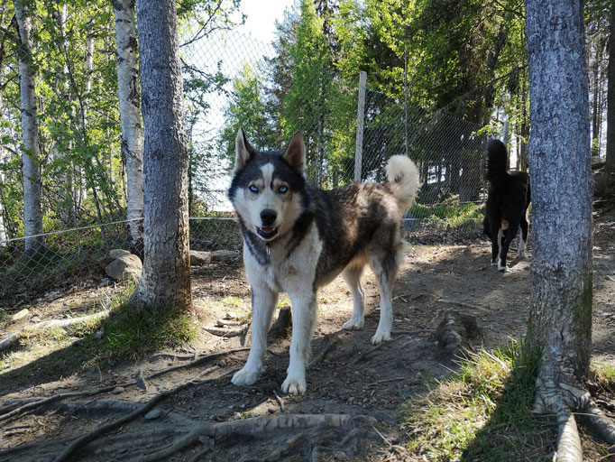 Siberian Husky Toroc im Gehege