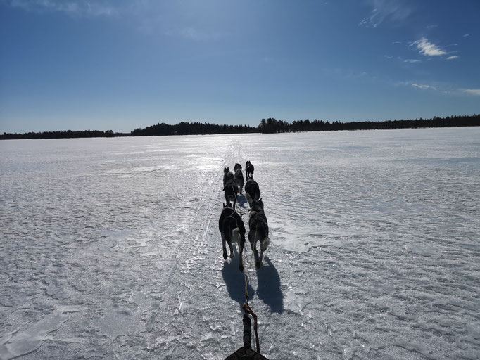 Huskytour in Lappland