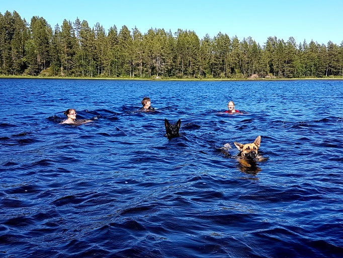 Schwimmen im Fluss mit den Hunden