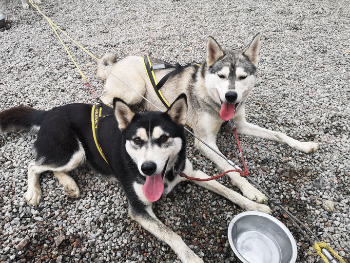 Lani und Quashquai nach dem Laufen