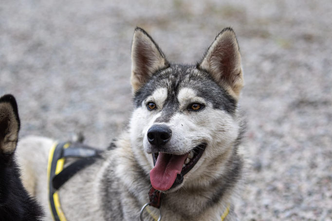 Huskytouren in Lappland mit Siberian Huskys erlebn