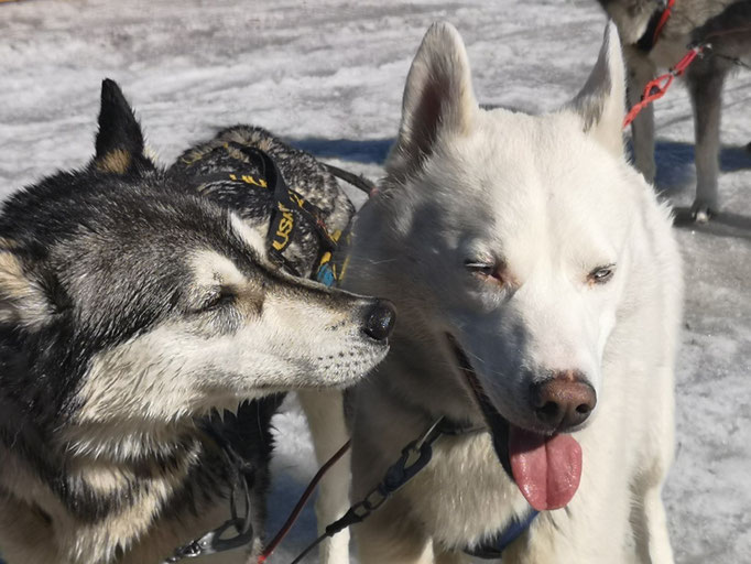 Lucia und Bacon lieben das Lappland Leben