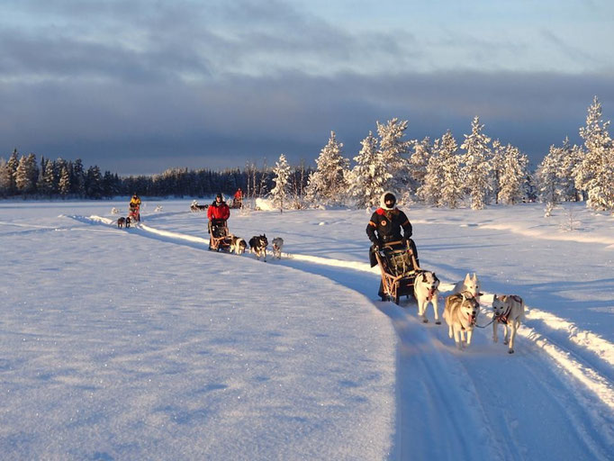 Schlittenhundetour in Lappland