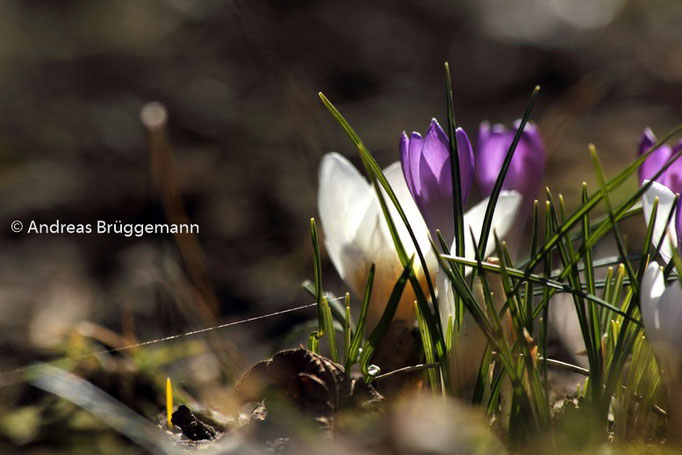 Der Frühling_3