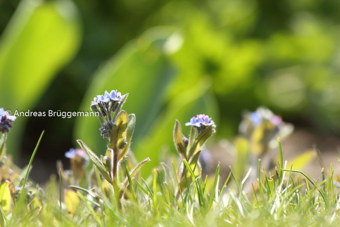 Frühling_2013