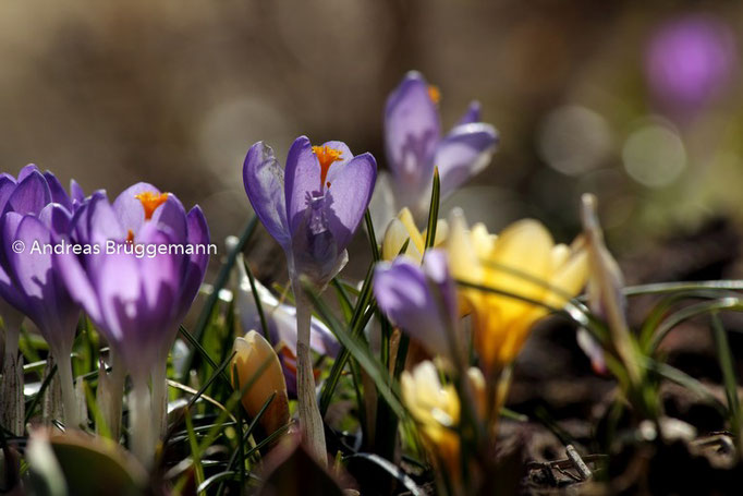 Der Frühling_4