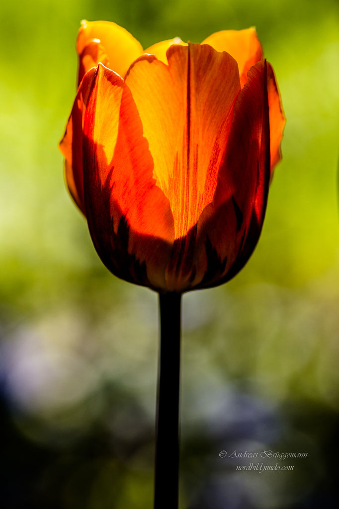 Tulip 18_in portrai