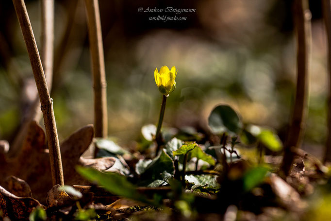 Frühling 2018_4