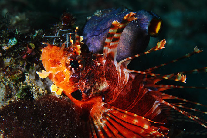 Red Lionfish  - Pazifischer Rotfeuerfisch - pterois volitans