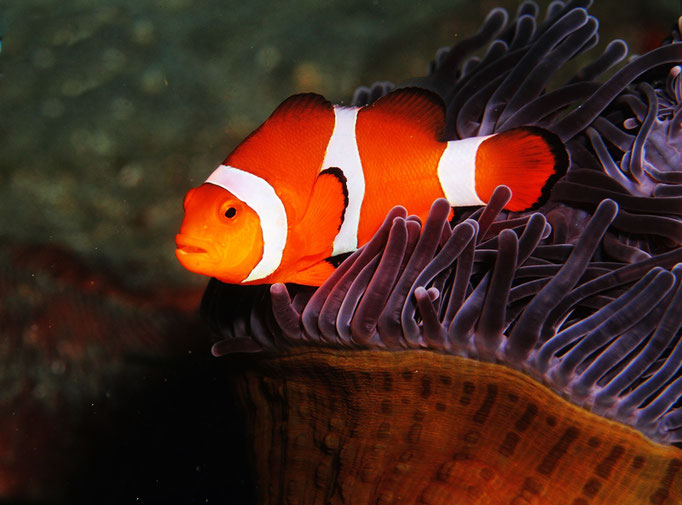 Clown anemonefish - Falscher Clownfisch - Amphiprion ocellaris 