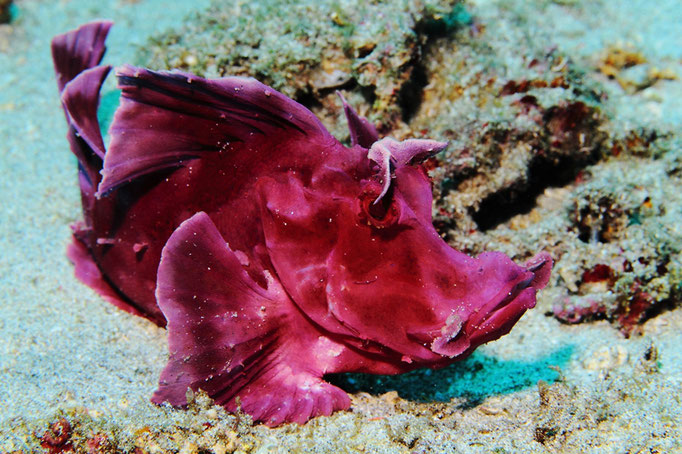 Eschmeyer's scorpionfish - Eschmeyer's Drachenkopf - Rhinopias eschmeyeri