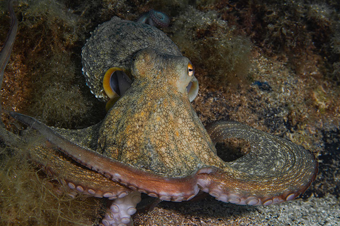 Octopus vulgaris - Gewöhnlicher Oktopus