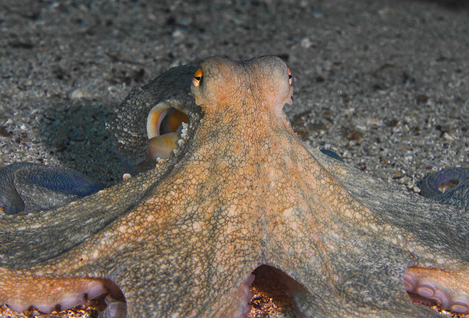 Octopus vulgaris - Gewöhnlicher Oktopus