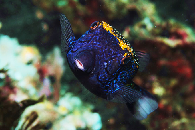 White-Spotted Boxfish - Weißpunkt-Kofferfisch - Ostracion meleagris