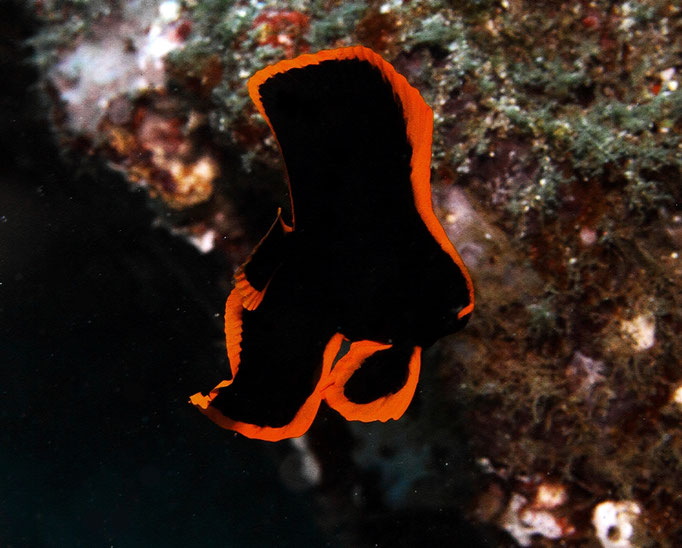 Juvenlie Longfin Batfish - Juveniler Langflossen Fledermausfisch - Platax teira