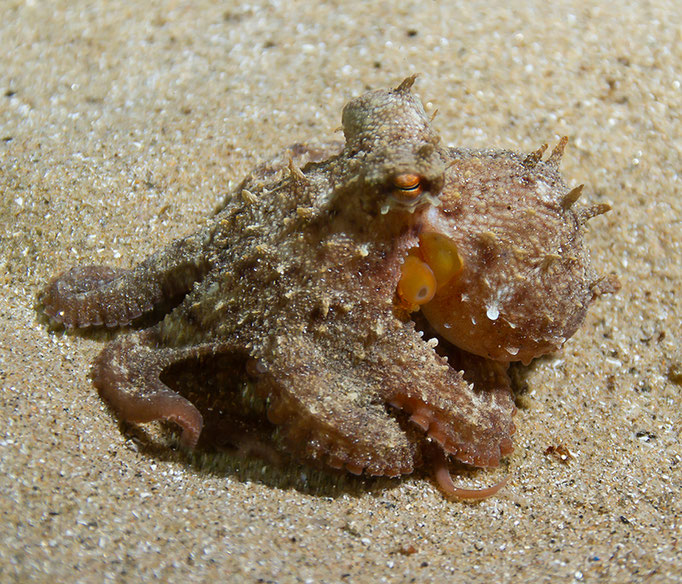 Octopus vulgaris - Gewöhnlicher Oktopus