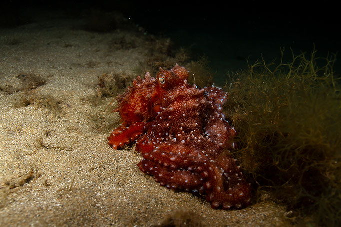 Callistoctopus macropus - Weigepunkteter Oktopus, Langarmiger Krake