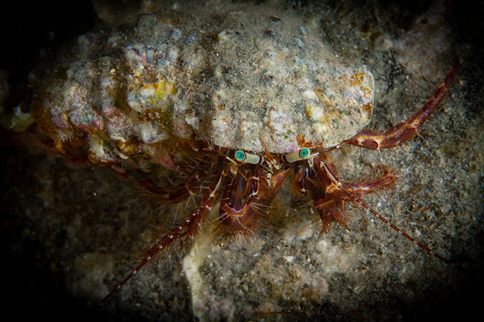 Clibanarius erythropus - Mittelmeer Küstenfels-Einsiedlerkrebs