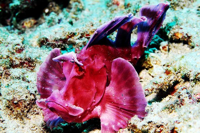 Eschmeyer's scorpionfish - Eschmeyer's Drachenkopf - Rhinopias eschmeyeri